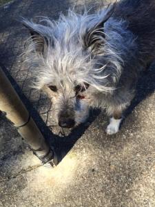 photo of Bulley by Juile Tait 