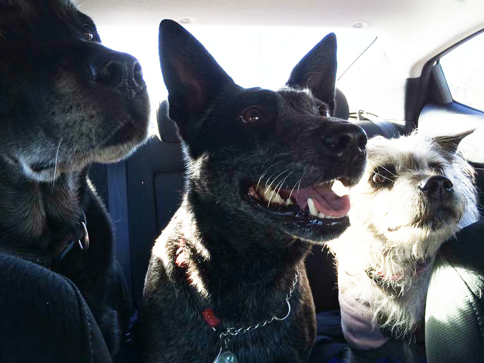 DOG BLOG – week&nbsp;4